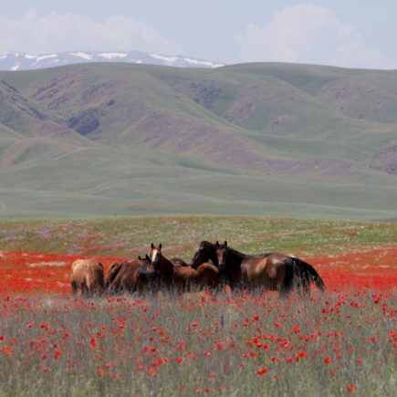 A group of wild horses gather together in a field in Kazakhstan with green hills behind them